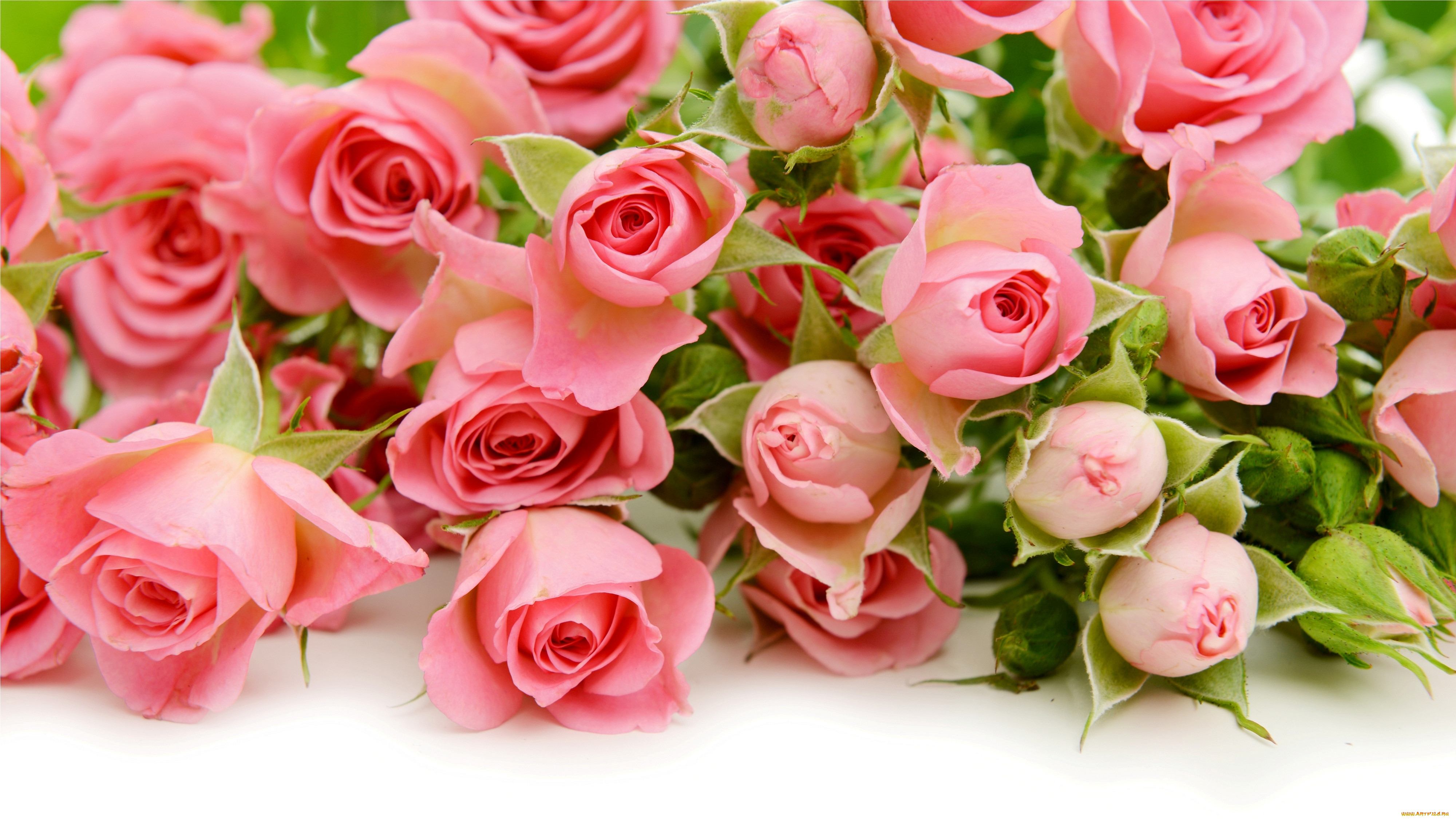 , , flowers, roses, pink